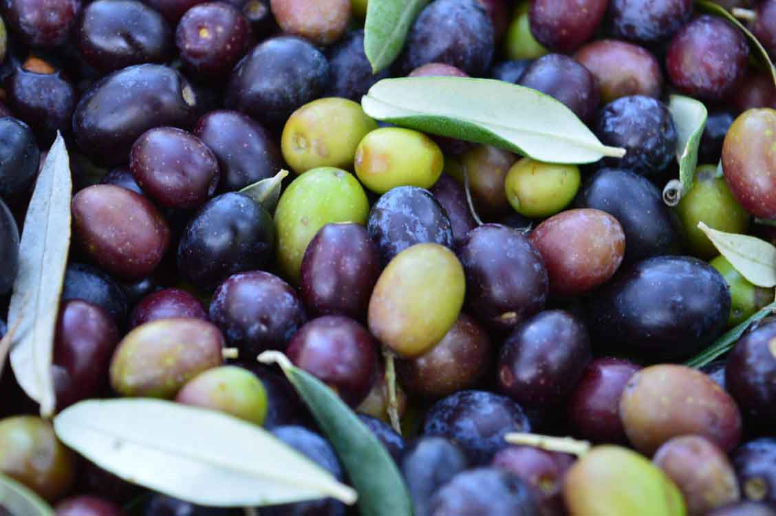 olive biologico olio extravergine